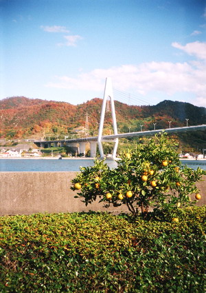 32520031.jpg